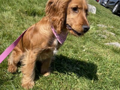 Golden Cocker Spaniel in New Ross