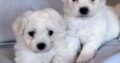 Bichon frise puppies for sale