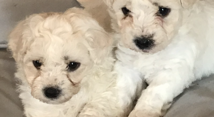 Bichon frise puppies for sale