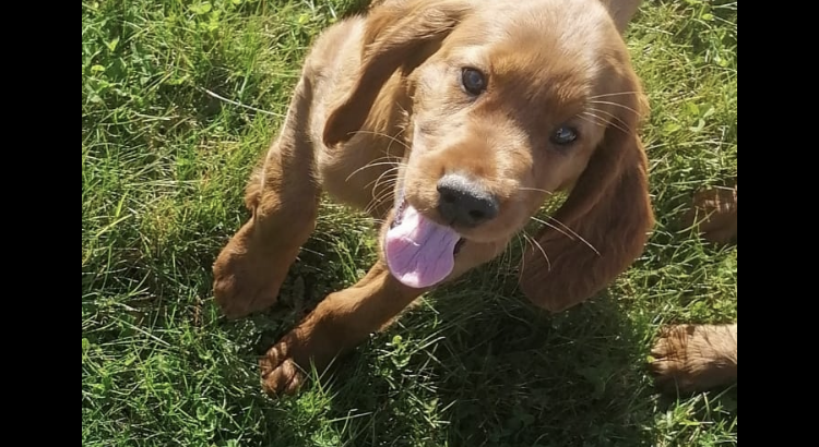 2 Ikc Red Setter pups 13 weeks old