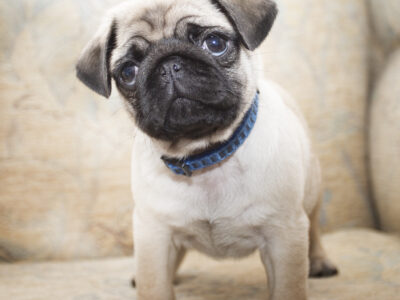 Pug Puppies for Sale in Shercock – IKC Registered
