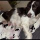 Springer Spaniel X Lurcher Puppies for sale