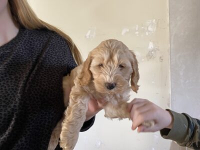 Cockapoo Puppy for Sale in Killarney