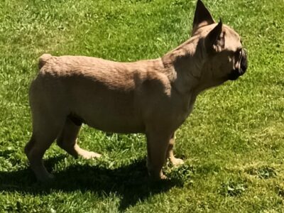Fawn French Bulldog Puppies in New Ross