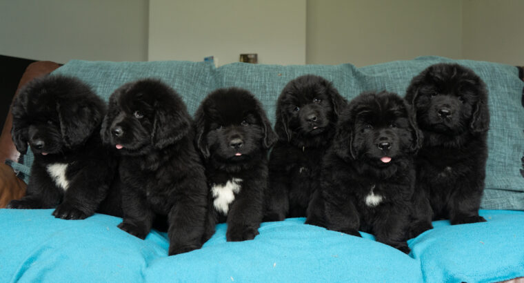 Newfoundland IKC puppies for sale