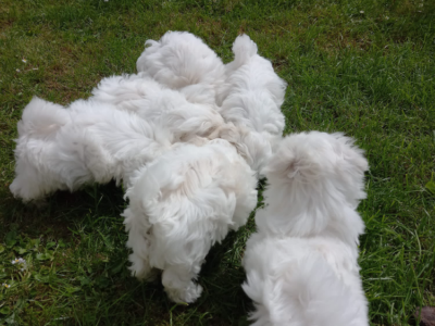 Cute Maltese Puppies for Sale in Navan