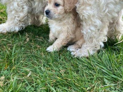 Cavachon Puppies in South Wicklow – Playful & Friendly