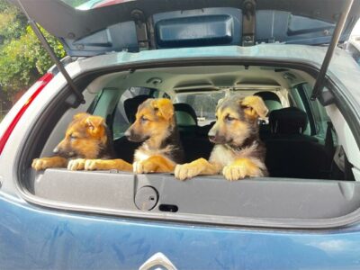 German Shepherd Puppies for Sale in Offaly