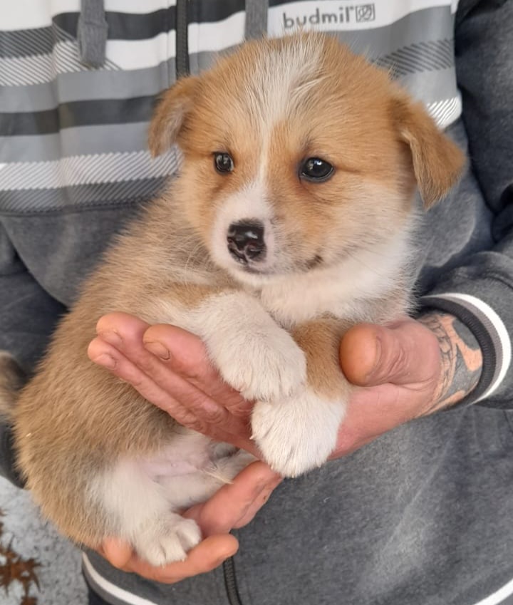 Beautiful Akita cross - Dogs For Sale Ireland