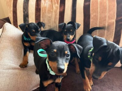 Miniature Pinscher Puppies for Sale in Monaghan