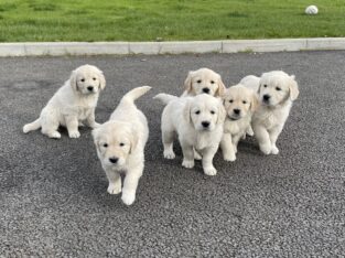 Beautiful Golden Retriever pups – IKC reg & chip