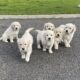 Beautiful Golden Retriever pups – IKC reg & chip