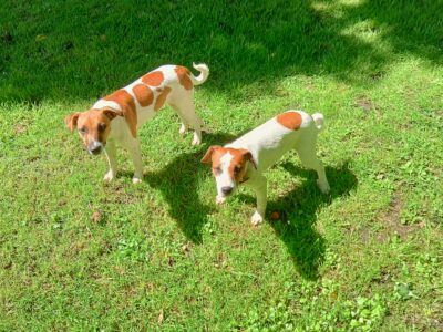 Jack Russells for sale in Ballymahon – Bonded Pair