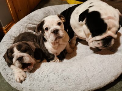 English Bulldog Puppies in Bandon – Unique Colors