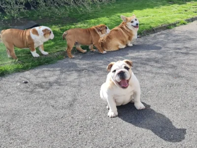 British Bulldog Females for Sale in Roscrea