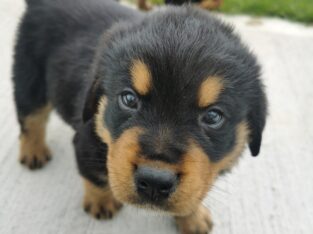 Beautiful Rottweiler X Puppies For Sale