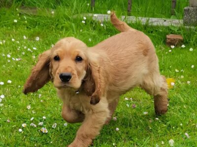 Golden Cocker Spaniel Puppies in Cavan