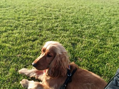 Friendly Cocker Spaniel in D13WD82 – IKC Registered