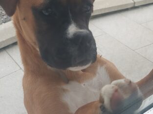 Boxer pup for sale