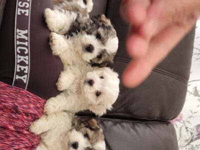 Shih Tzu Cross Maltees Puppies in Carlow
