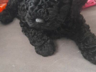 Cockapoo Puppy for Sale in Greenmount – Friendly
