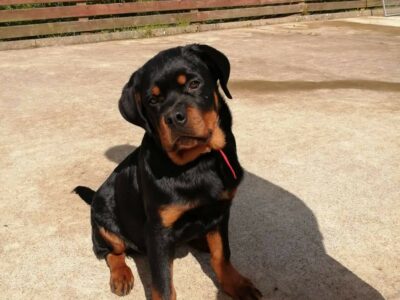 Rottweiler Puppy in Quigleys Point