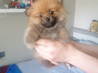 Brown Pomeranian Puppy for Sale in Ballinagh