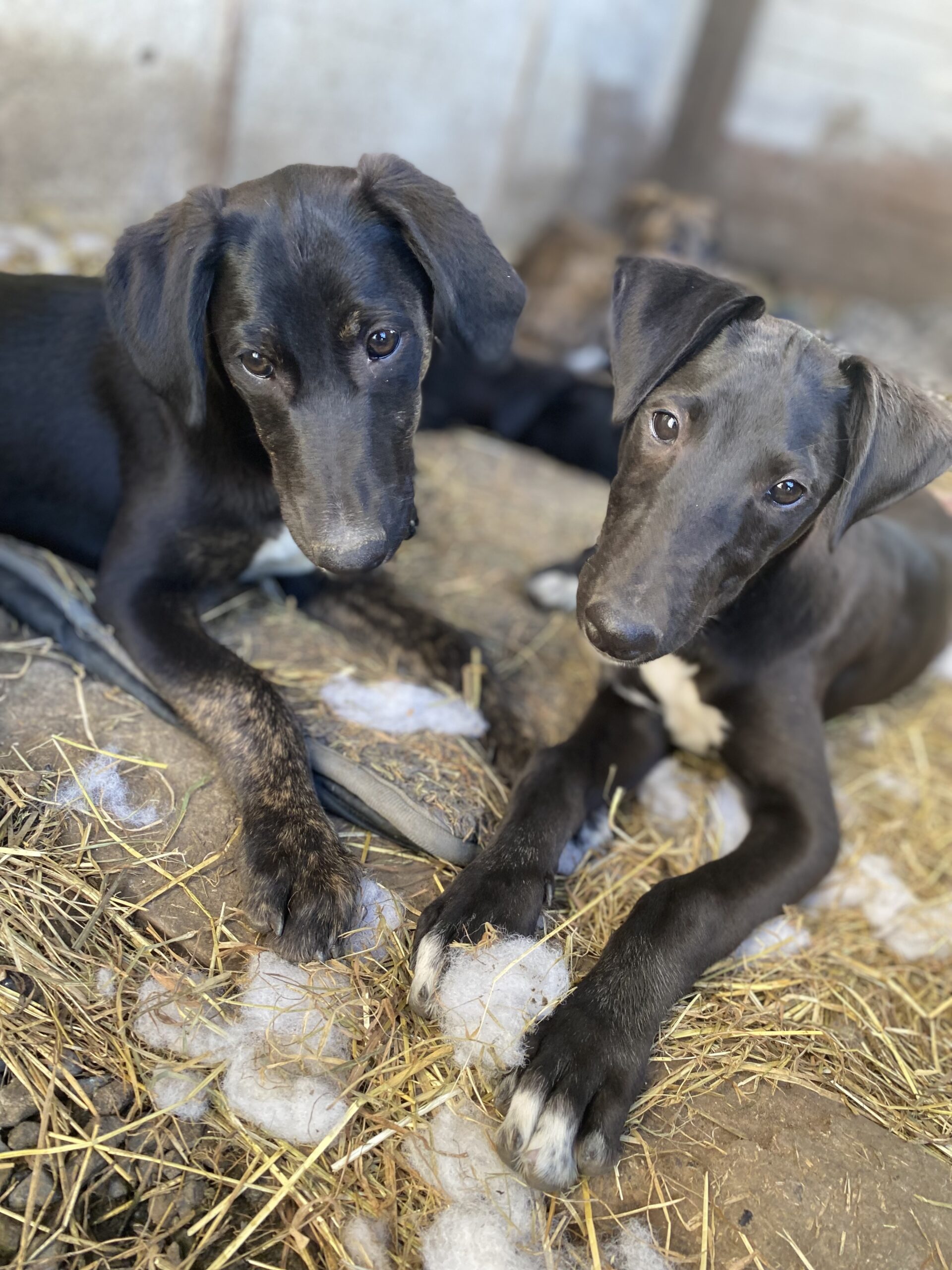 Lurcher puppies for sale Dogs For Sale Ireland