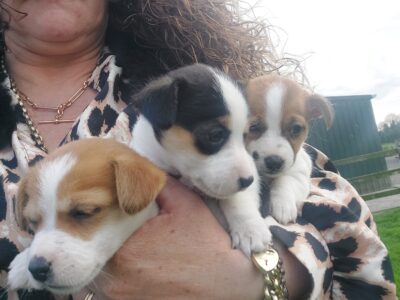 Miniature Jack Russells in Rathangan – Playful Pups