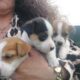 Miniature jack Russells puppies