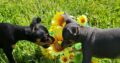 Russian Toy Terriers