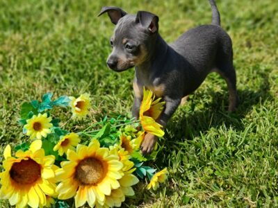 Chihuahua Puppies for Sale in Balbriggan