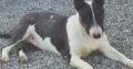 English bull terrier female 9 months old
