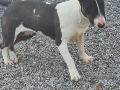 English Bull Terrier in Carlow – IKC Registered