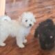 Toy Poodle puppies