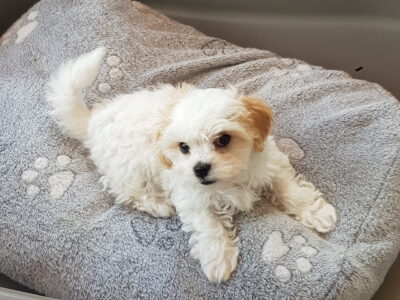 Cavachon Puppies for Sale in Sligo Town