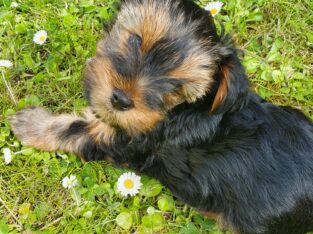 Yorkshire Terrier pedigree puppies for sale