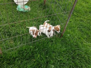 Miniature jack Russells puppies