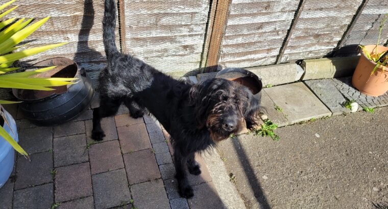 Black Cockapoo for rehoming
