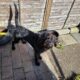 Black Cockapoo for rehoming