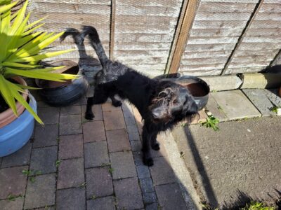 Friendly Black Cockapoo in Phibsborough