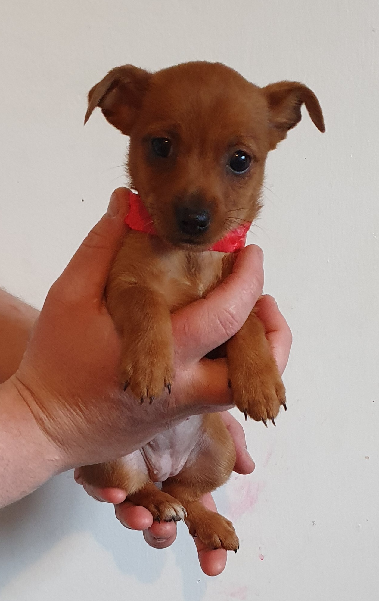 Pintzu mix puppies Dogs For Sale Ireland