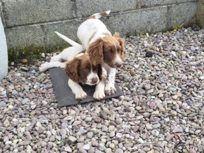 Springer Spaniel Puppies for Sale in Cork
