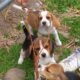 Pure bred foot beagle pups