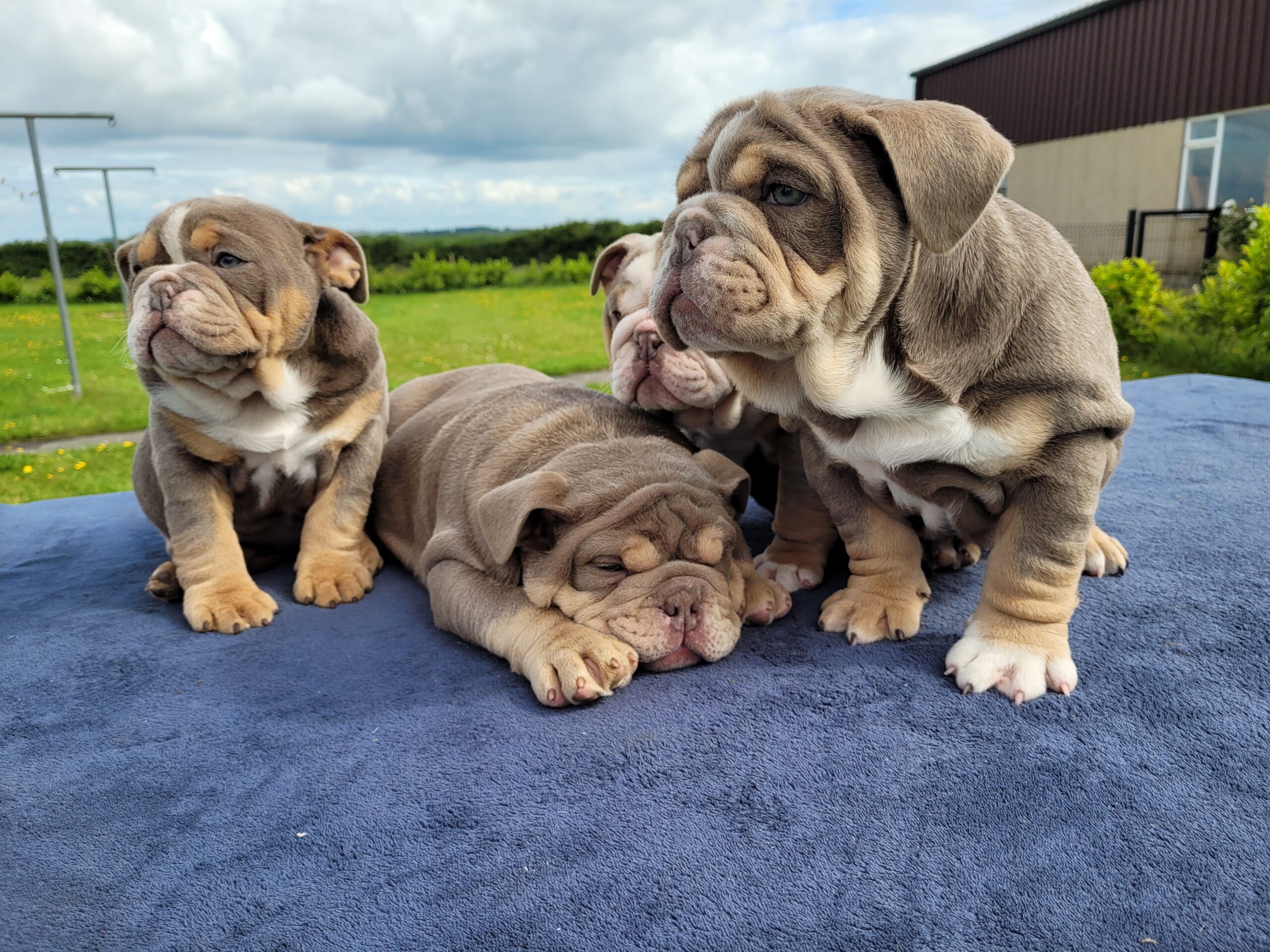 British bulldog puppies for sale - Dogs For Sale Ireland