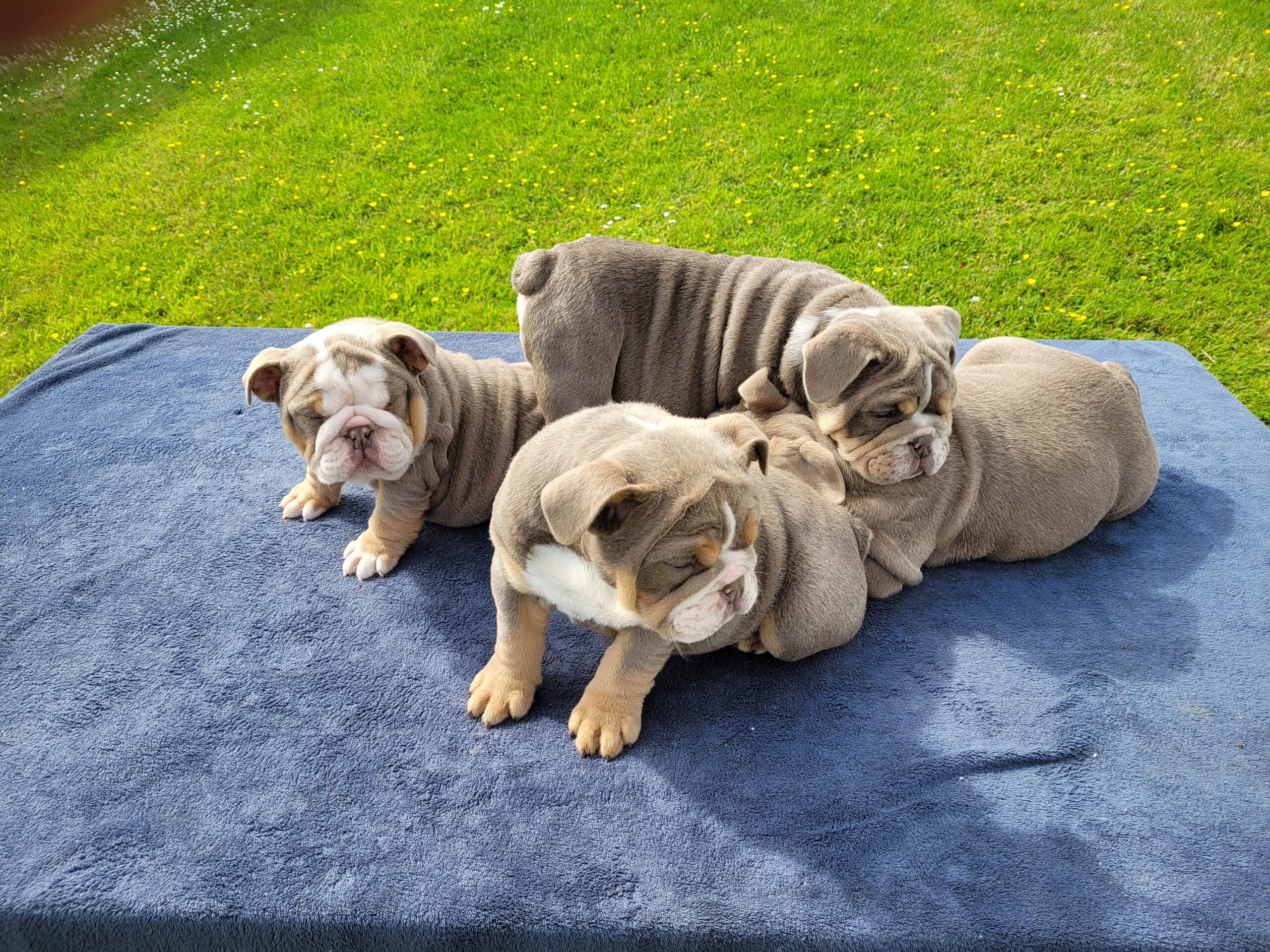 British Bulldog Puppies For Sale Northern Ireland English Bulldog Puppies For Sale