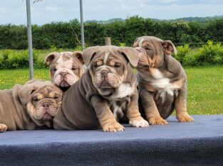 British bulldog puppies for sale