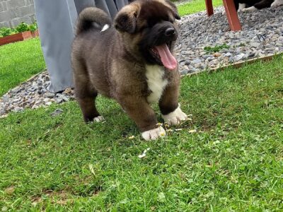 Akita Puppies in Edenderry – Purebred Joy!