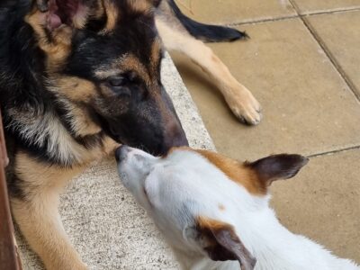 German Shepherd Puppies in Carlow – IKC Registered