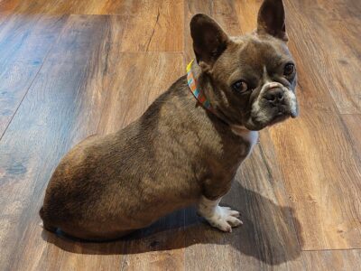 Chocolate French Bulldog in Waterford